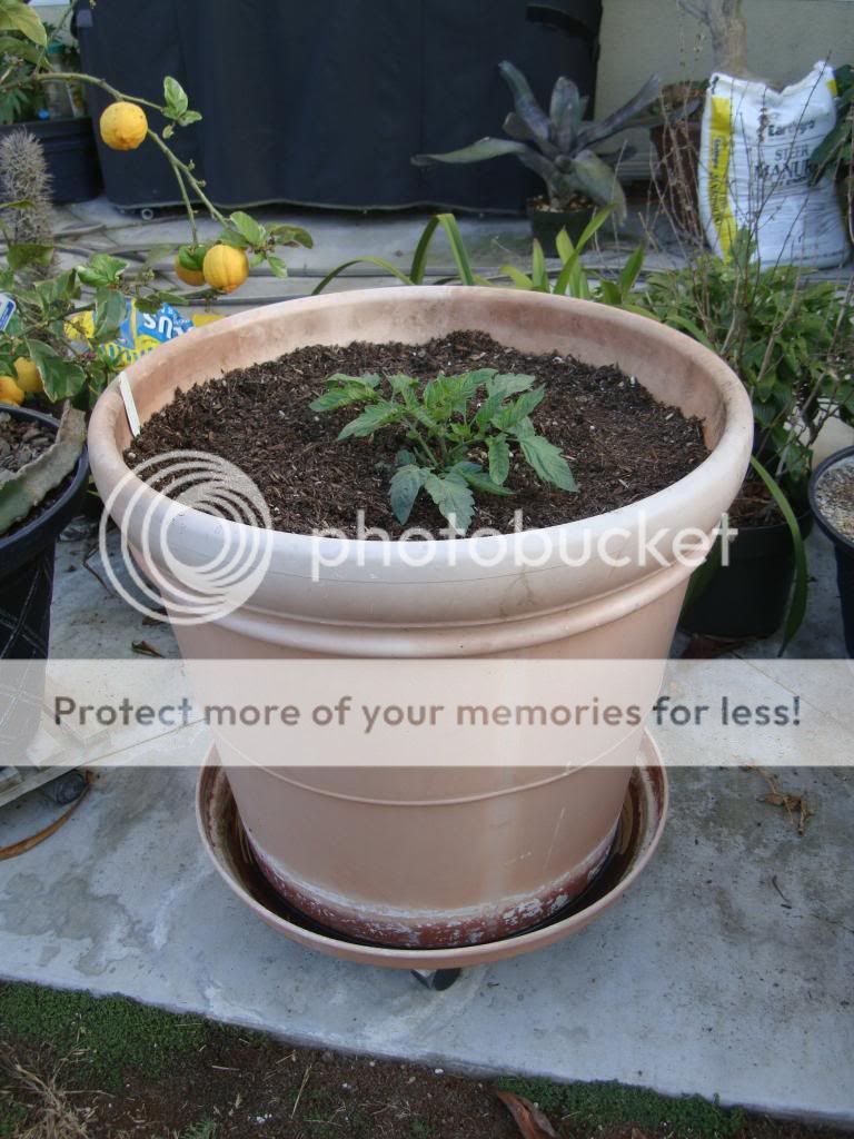  photo DSC05827_zps6eaf1337.jpg